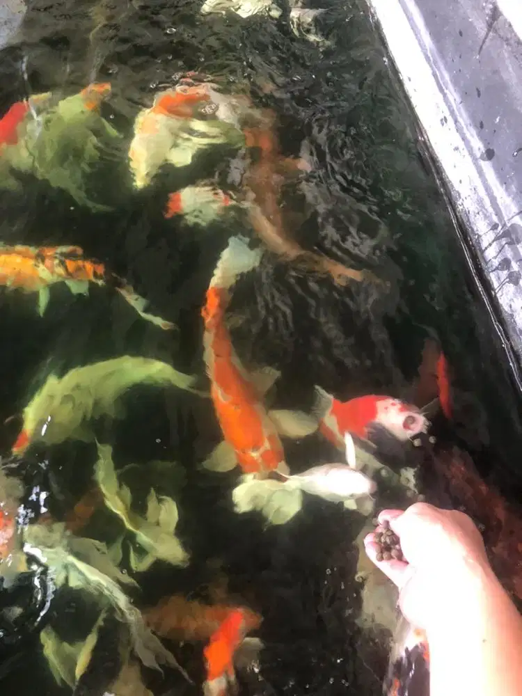 Ikan koi peliharaan pribadi