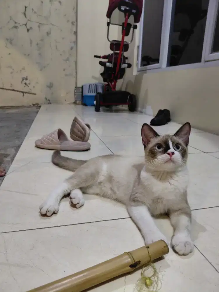 Kucing Himalaya Jantan