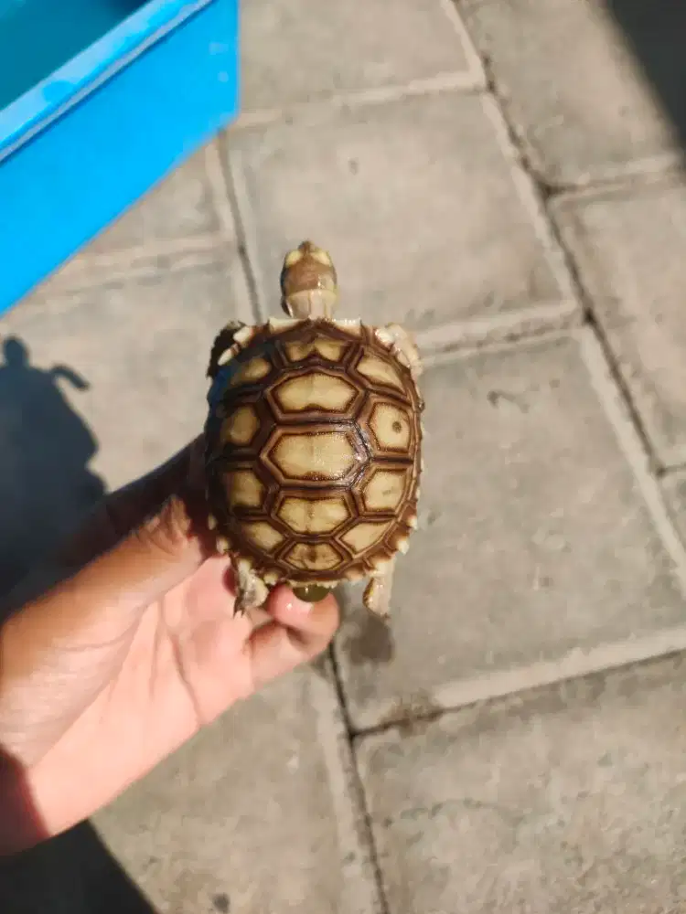 baby sulcata 6cm makan rakus doyan pelet