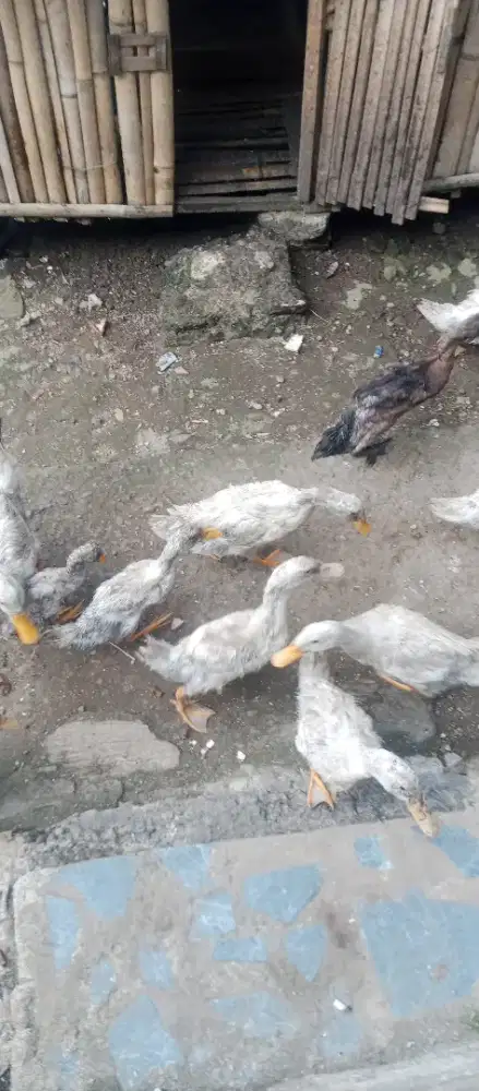Bebek Pekking Remaja
