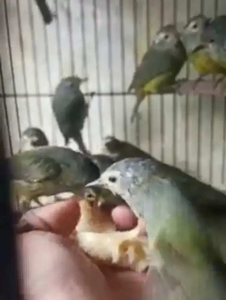 Burung opior ombyokan