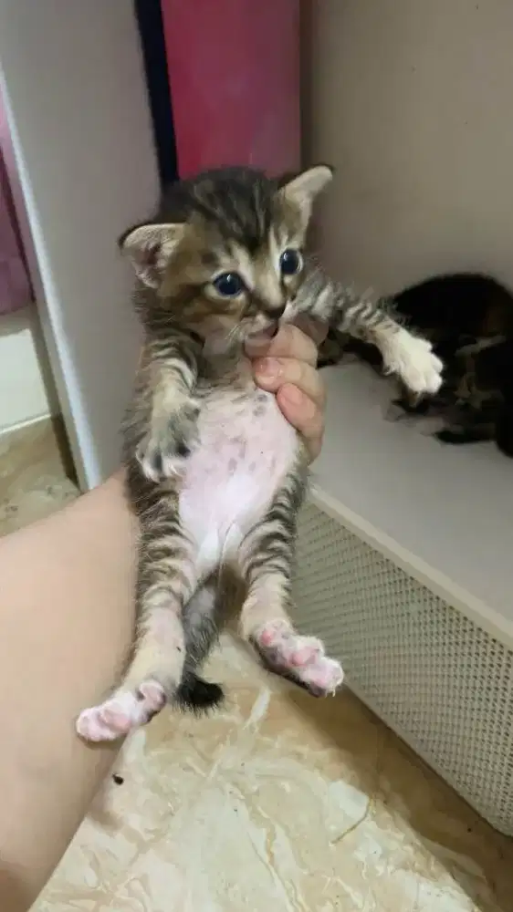 Anak kucing Free umur 2 bulan