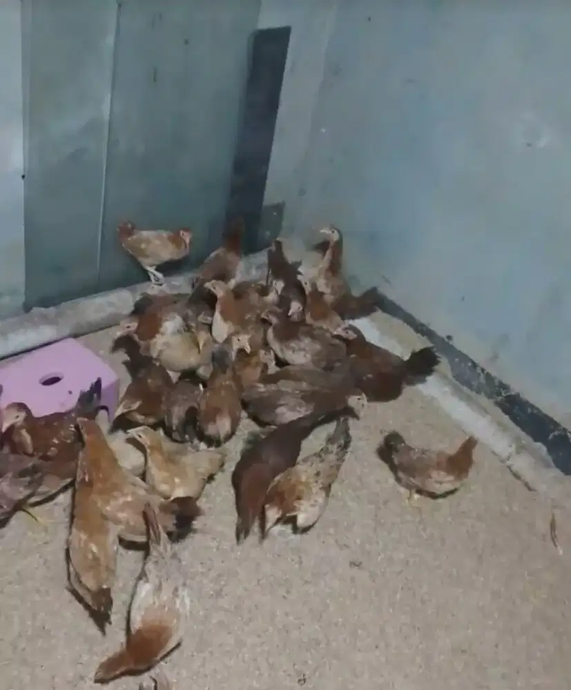 Ayam elba betina usia 3 bulan