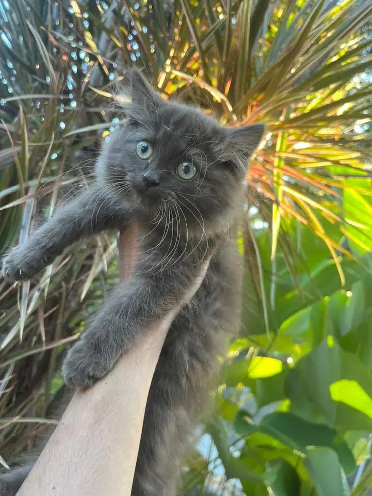 kitten bsh mix chocolate