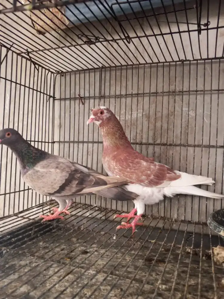 Merpati kolongan