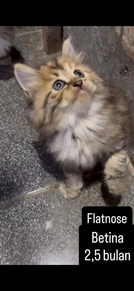 Kucing flatnose kitten