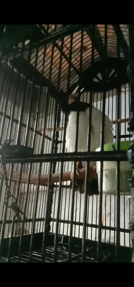 Burung jalak suren gacor