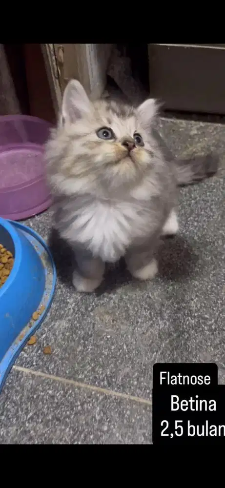 Kucing flatnose kitten