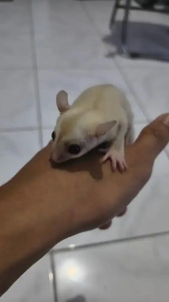 Joey Sugar Glider Creamino Jantan
