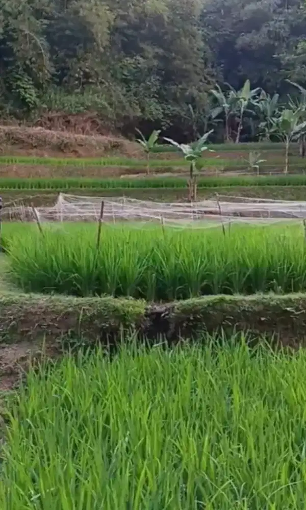 Di Jual Tanah sawah air subur