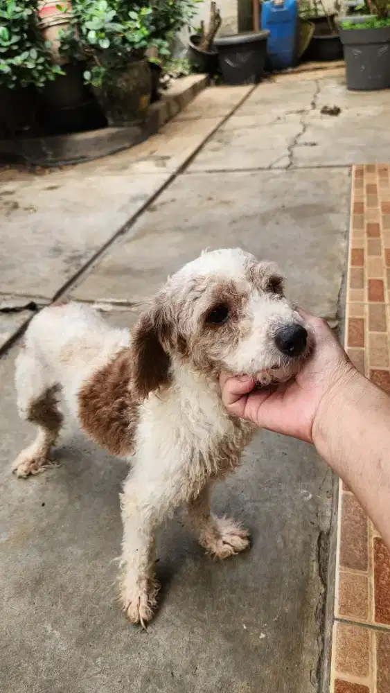 POODLE JANTAN PARTY COLOUR