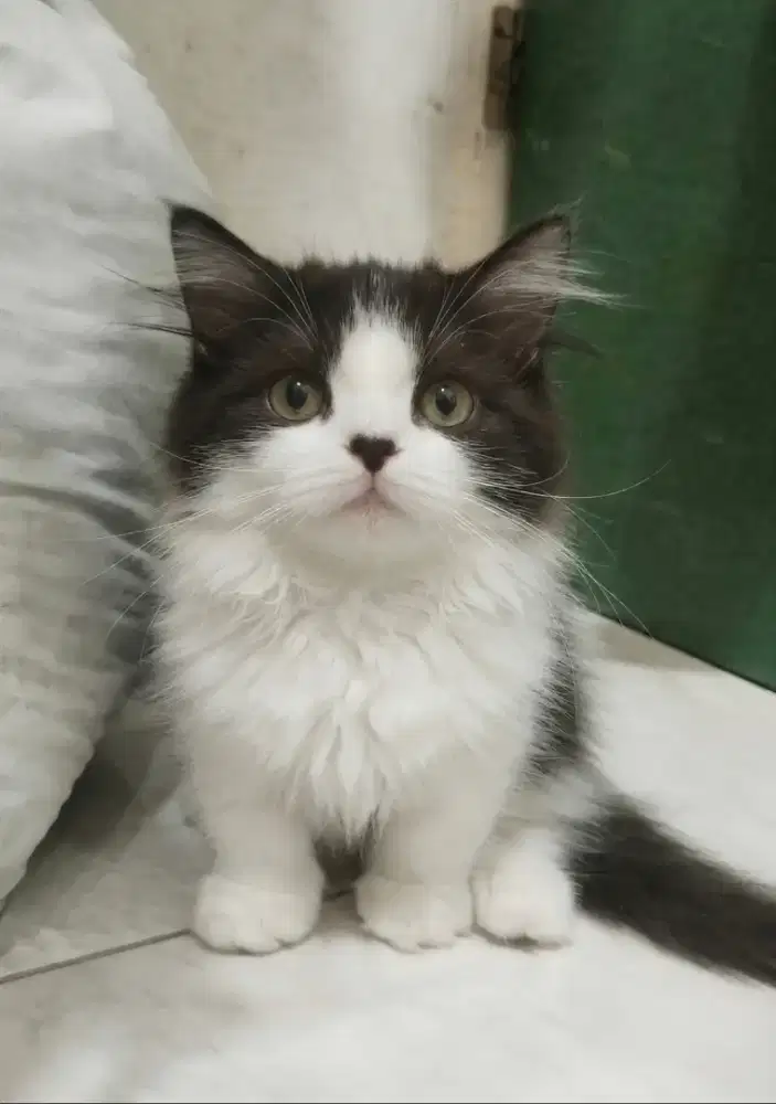 munchkin jantan