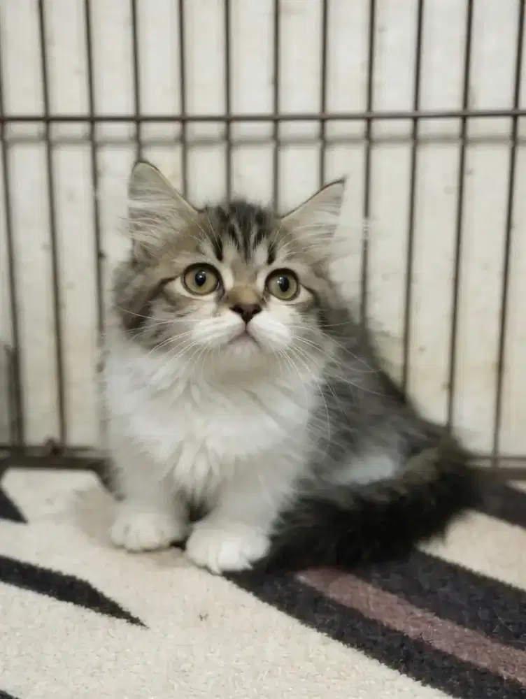 Munchkin minuet betina