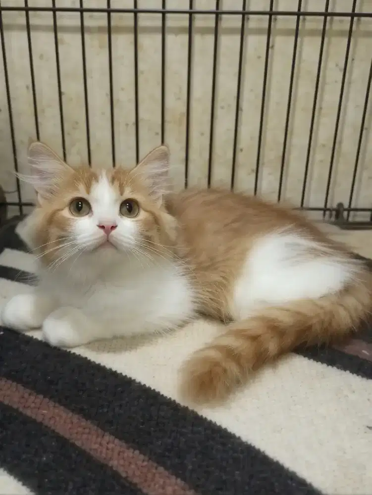 munchkin ns jantan