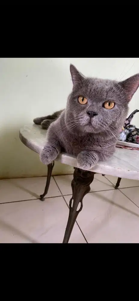 jasa pacak bsh munchkin