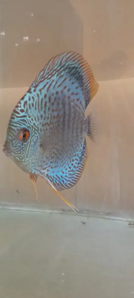 Ikan discus 4 inch up