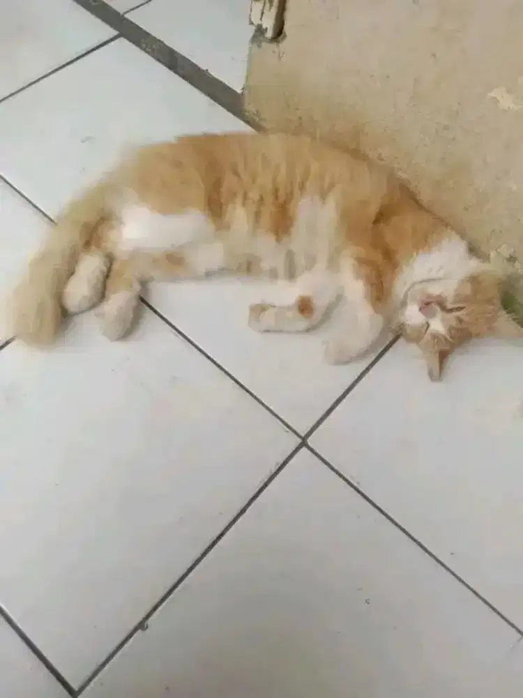 KUCING PERSIA ( BETINA )