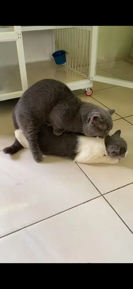 jasa pacak kucing bsh munchkin