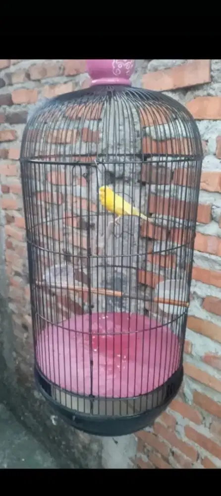 Dijual kenari fullset gacor lover bisa dikirim