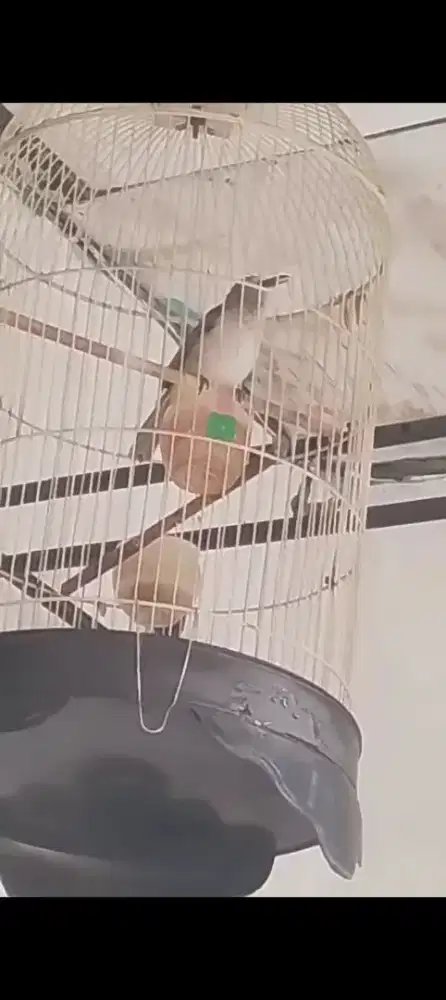 Jual burung trucukan gacor jinak bisa dikirim