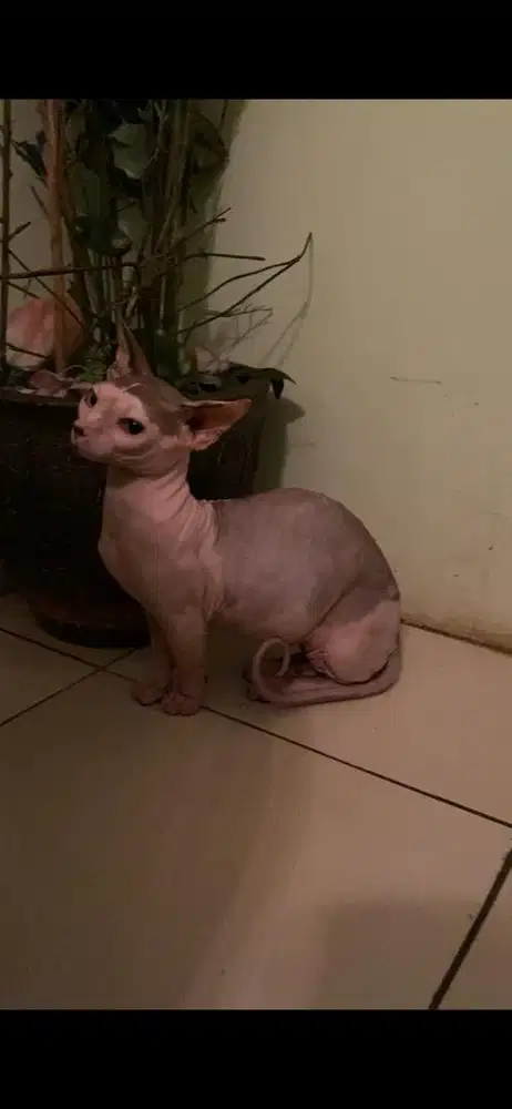 kucing shphynx bambino harless