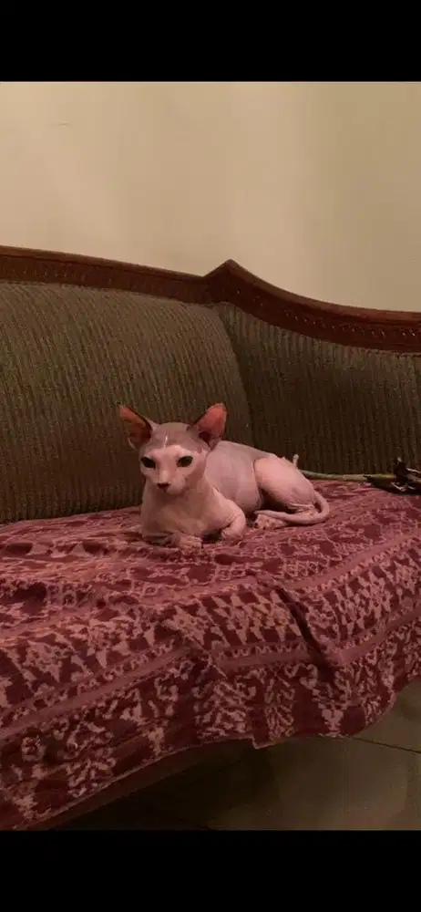 kucing sphynx bambino hairless