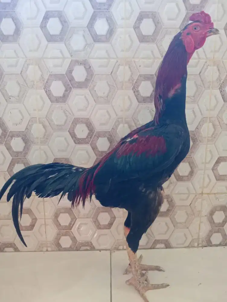 Ayam bangkok klasik pkul keras