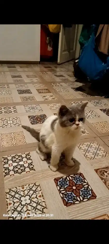 Kitten BSH 4bln betina  depok