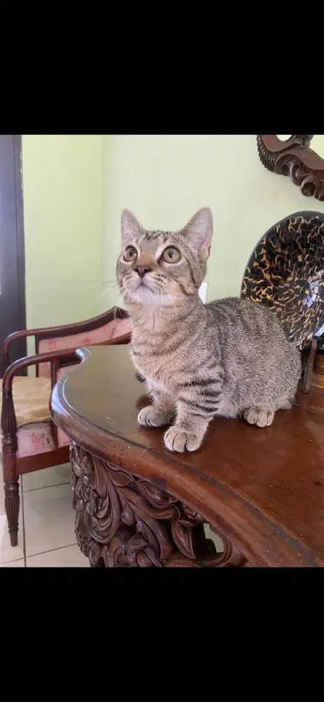 kucing munchkin jantan
