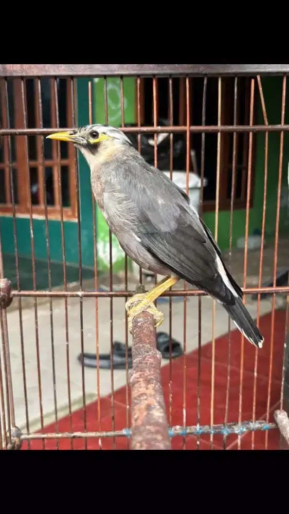 Jalak sudah Bunyi