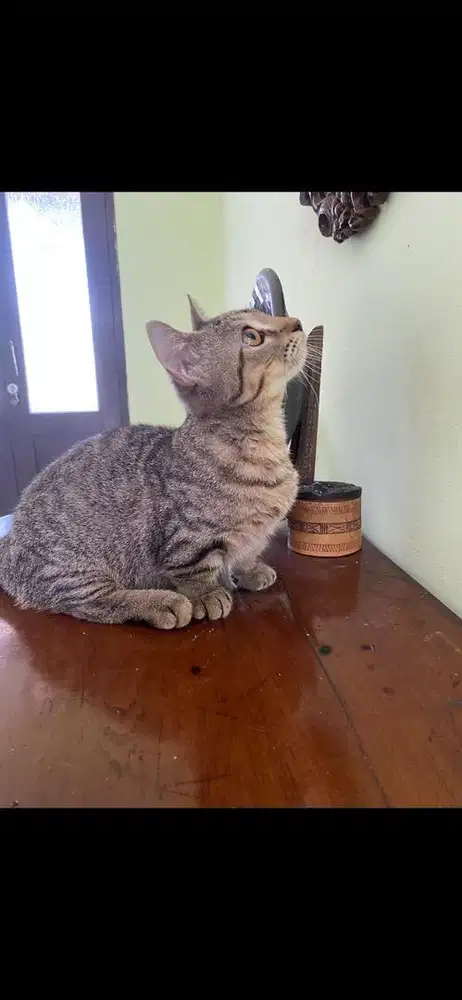 kucing munchkin jantan