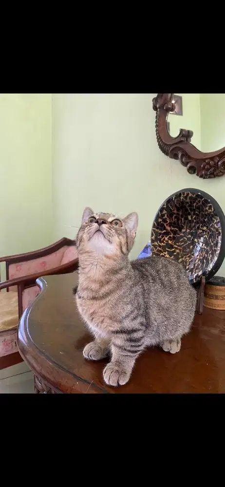 kucing munchkin jantan