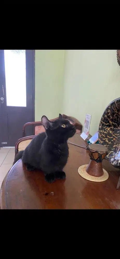 kucing munchkin jantan