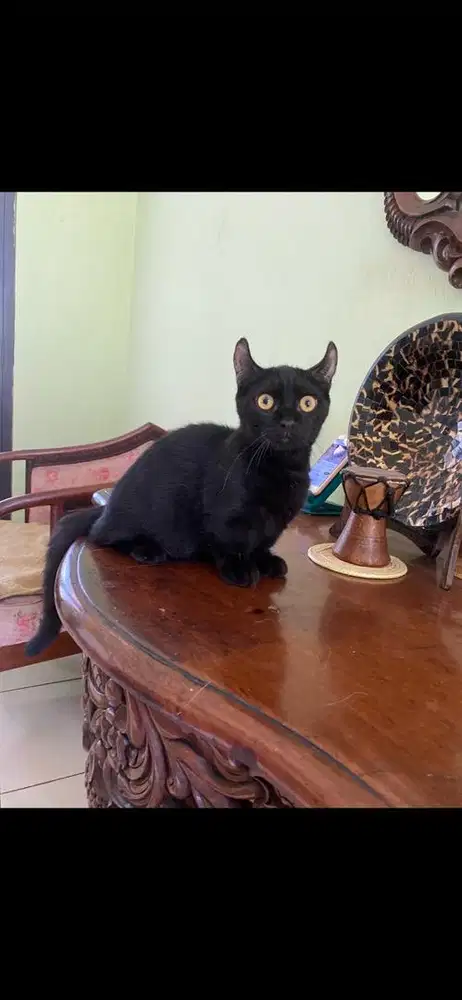kucing munchkin jantan