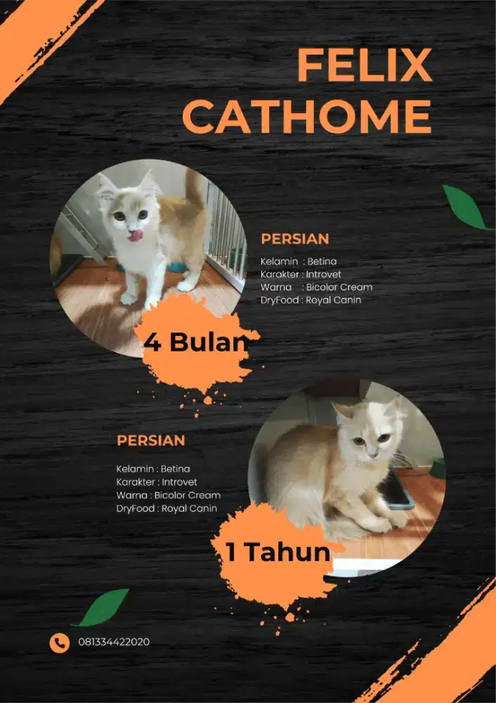 Kucing Persia | kucing British shorthair | kucing scottish