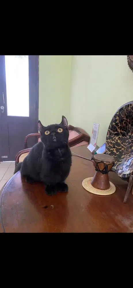 kucing munchkin jantan