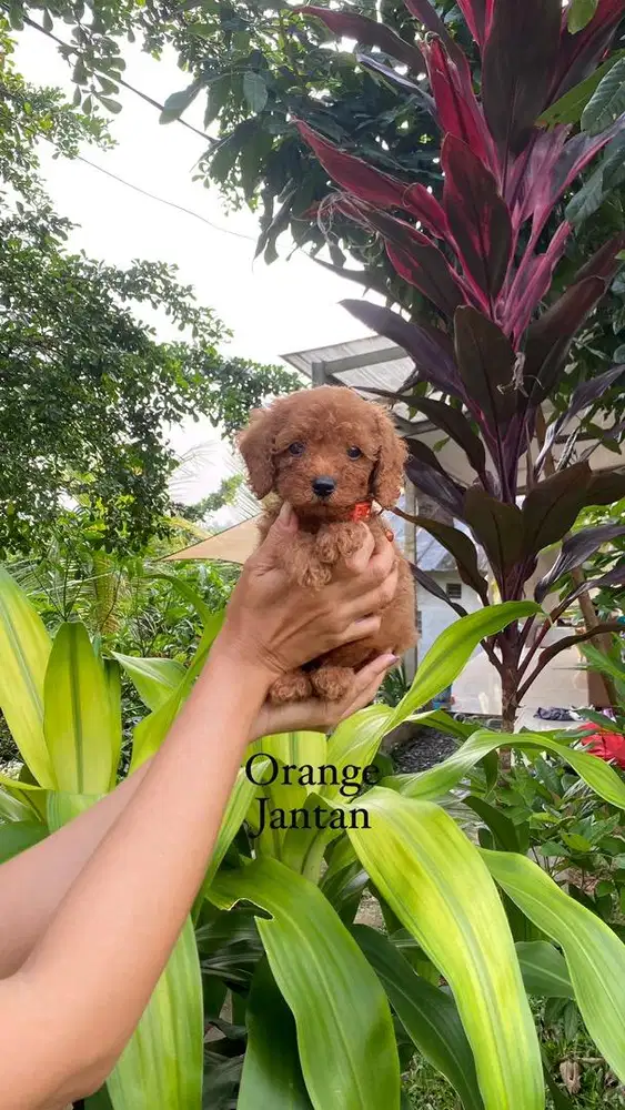 Red Dan Apricot Toy Poodle Jantan betina