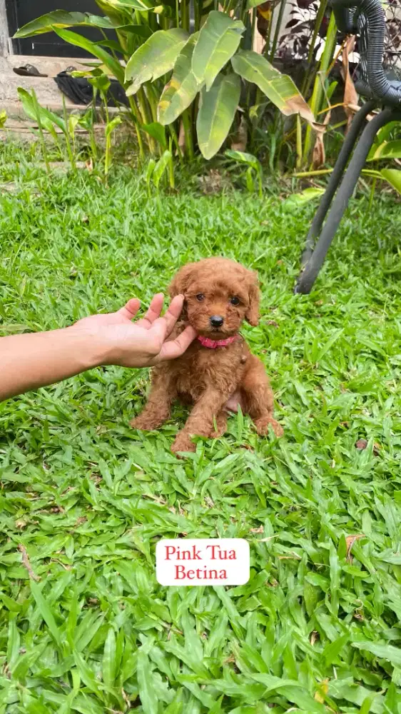 Red  & Apricot Toy Poodle Male & Female