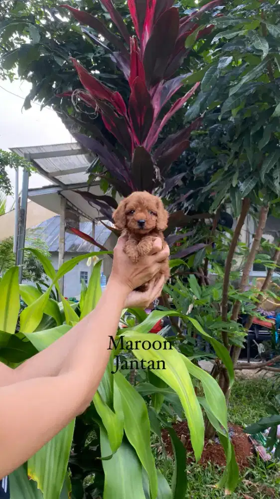 Apricot & Red Toy Poodle ( Kosongan ) 6 Jantan & 4 Betina