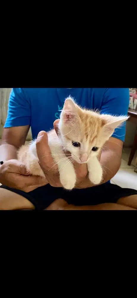 kucing ns munchkin jantan dan betina