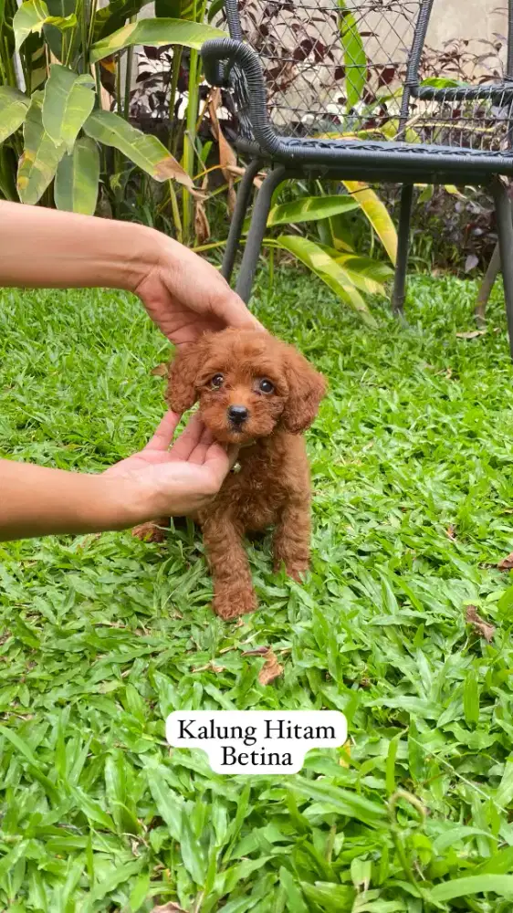 Red & Apricot Toy Poodle Kosongan ( Jantan & Betina )