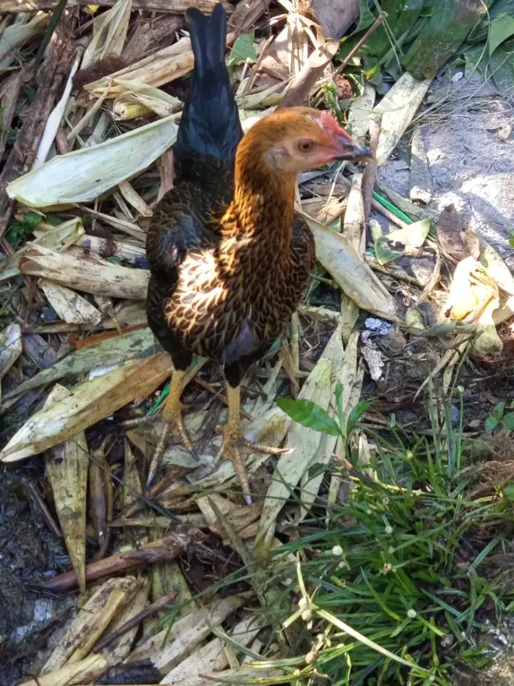 Ayam Kampung Umbaran Sehat