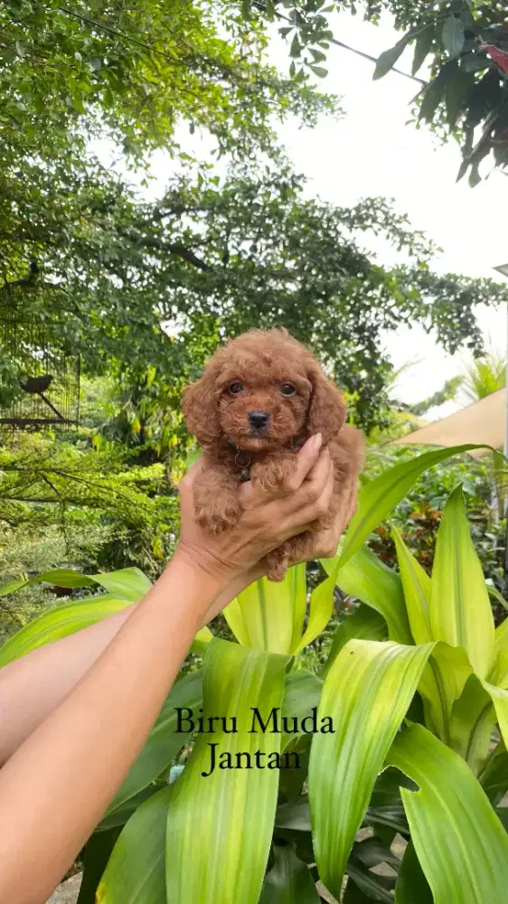 Red & Apricot Toy Poodle 5 Jantan & 4 Betina ( Kosongan )