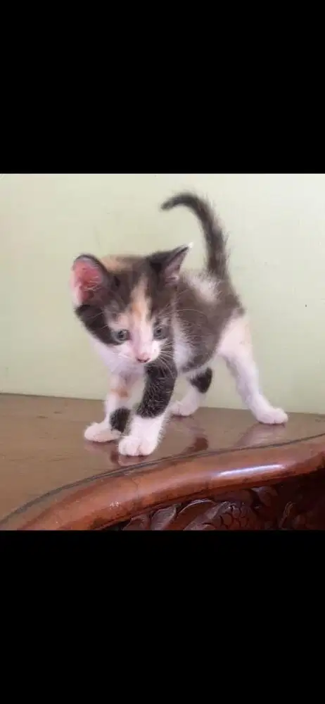 kucing ns munchkin betina dan jantan