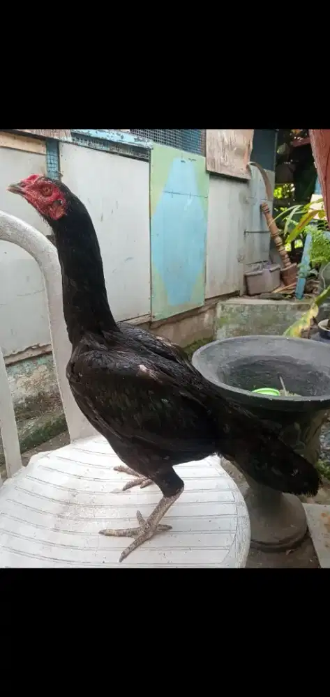 Ayam betina BK klasik tengok ada brakot ny