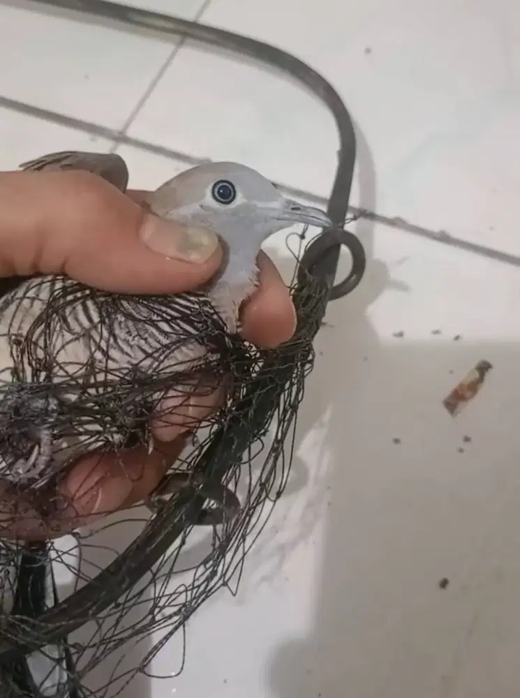 Perkutut hasil pikat merbuk