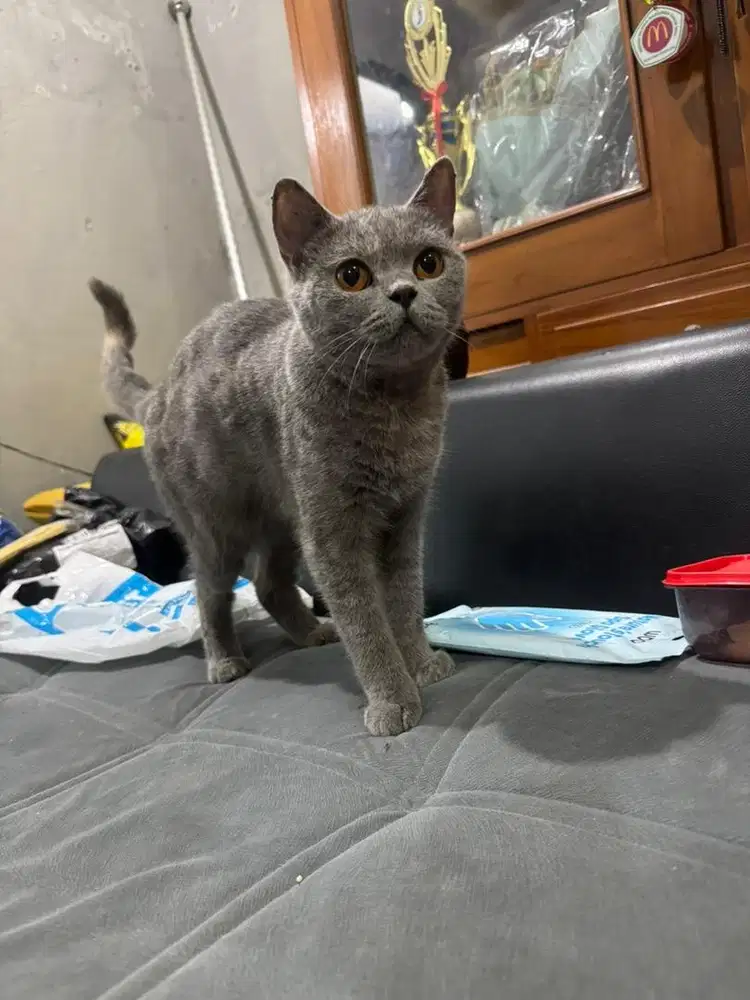 Kucing BSH Betina British Shorthair Blue Solid Badan Besar Indukan