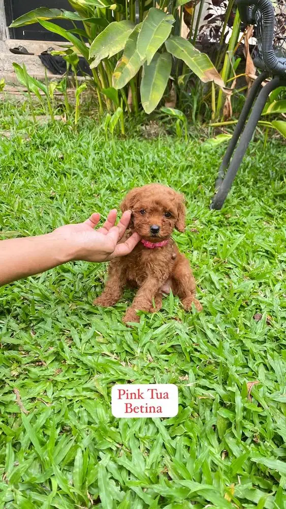poodle red dan apricot toy