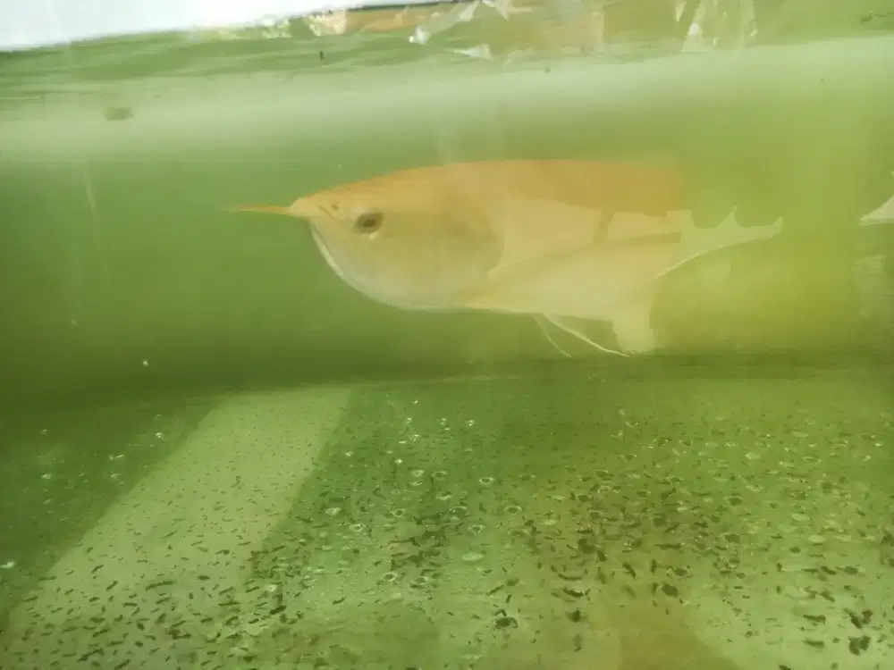 Arowana / arwana silver albino kuning