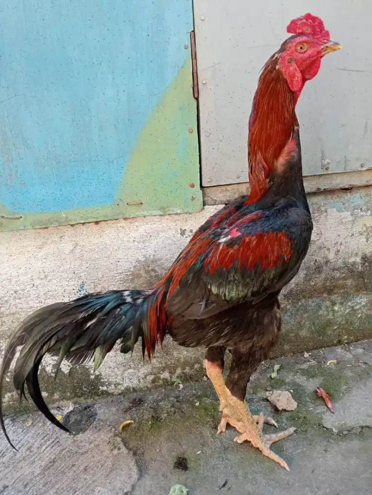 Ayam Bangkok klasik uk 6